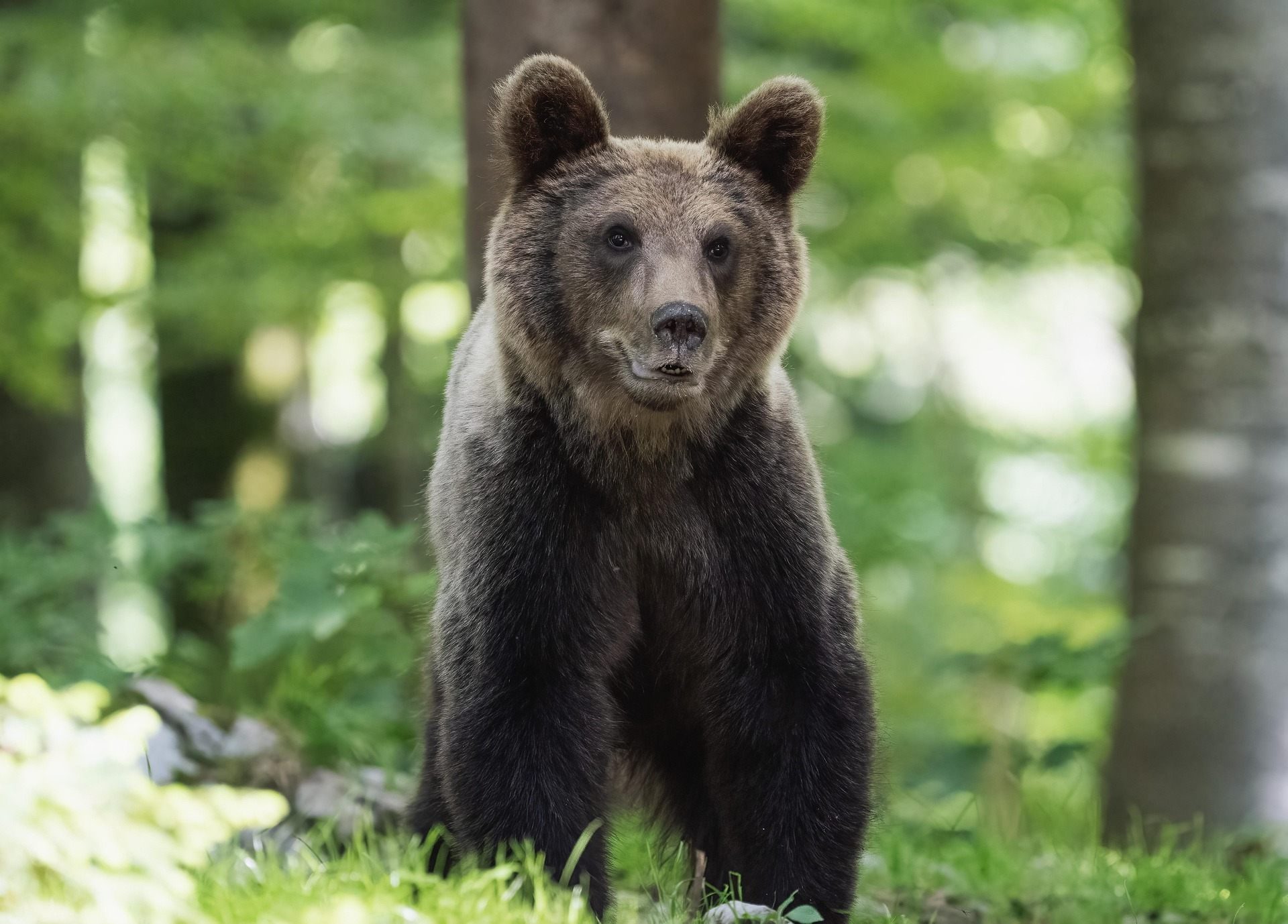 Bear Sanctuary & Bran Castle - Full Day - all entry tickets included photo 5