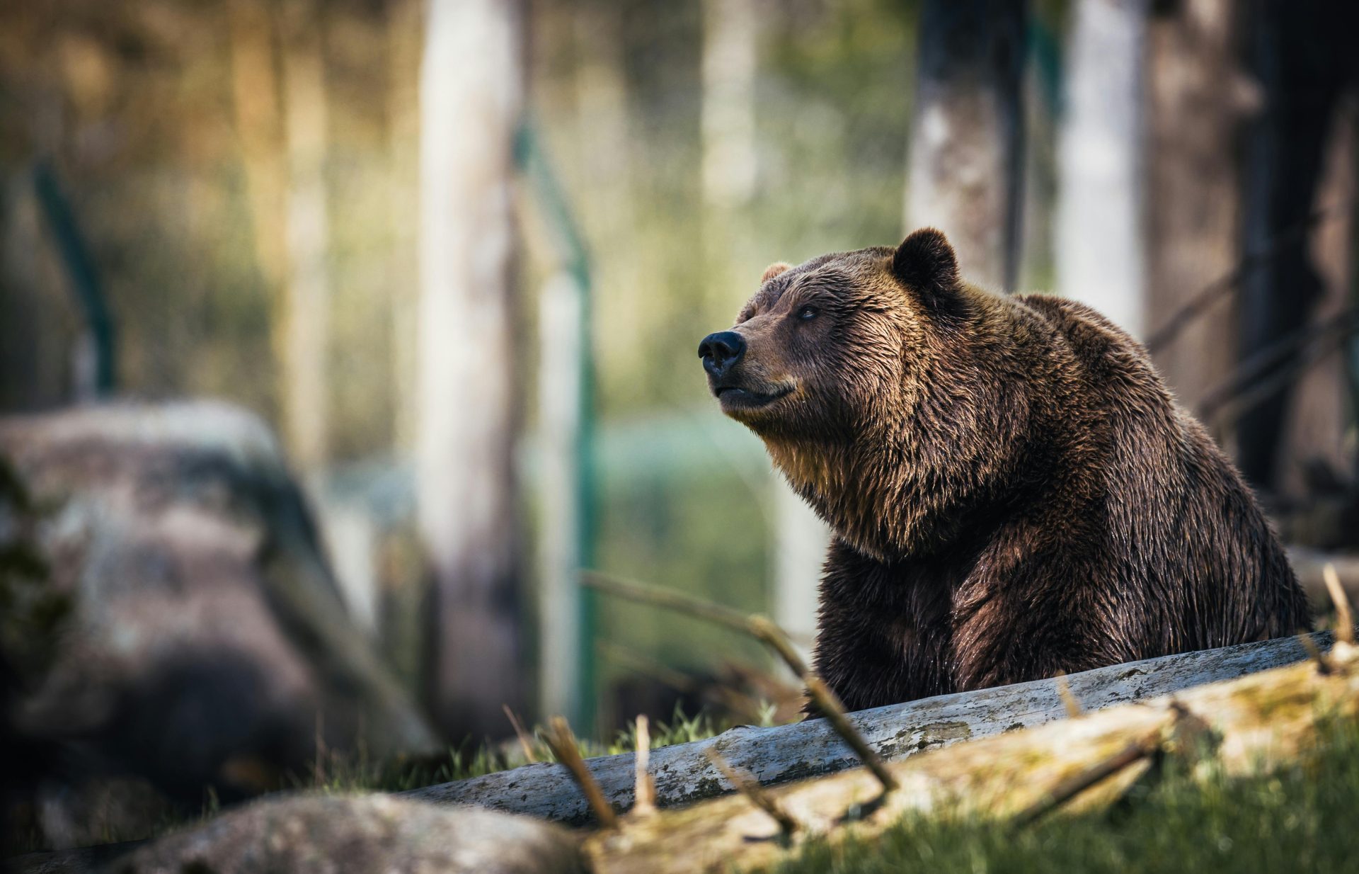 Bear Sanctuary & Bran Castle - Full Day - all entry tickets included photo 7
