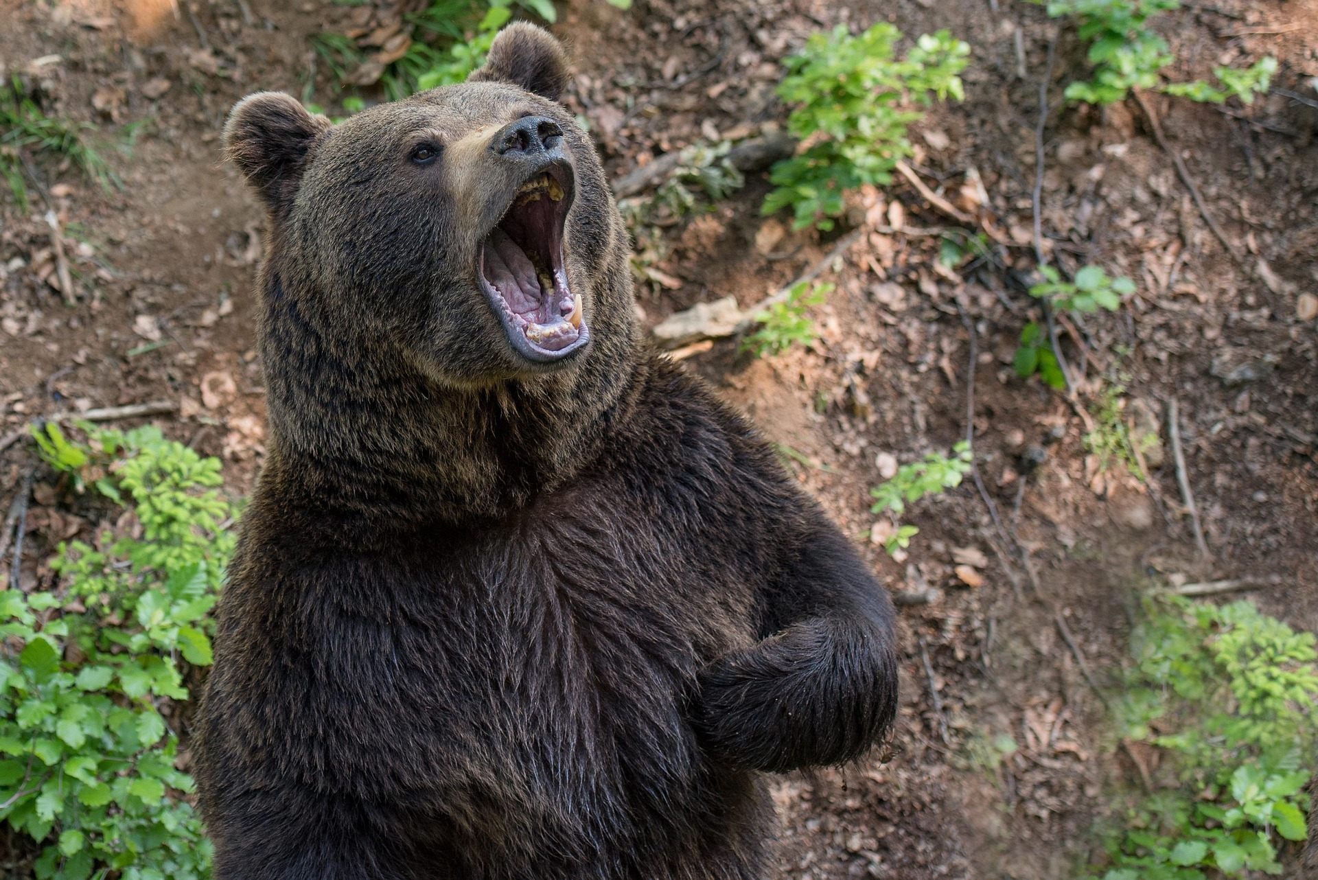 Libearty Bear Sanctuary - entry tickets included photo 1