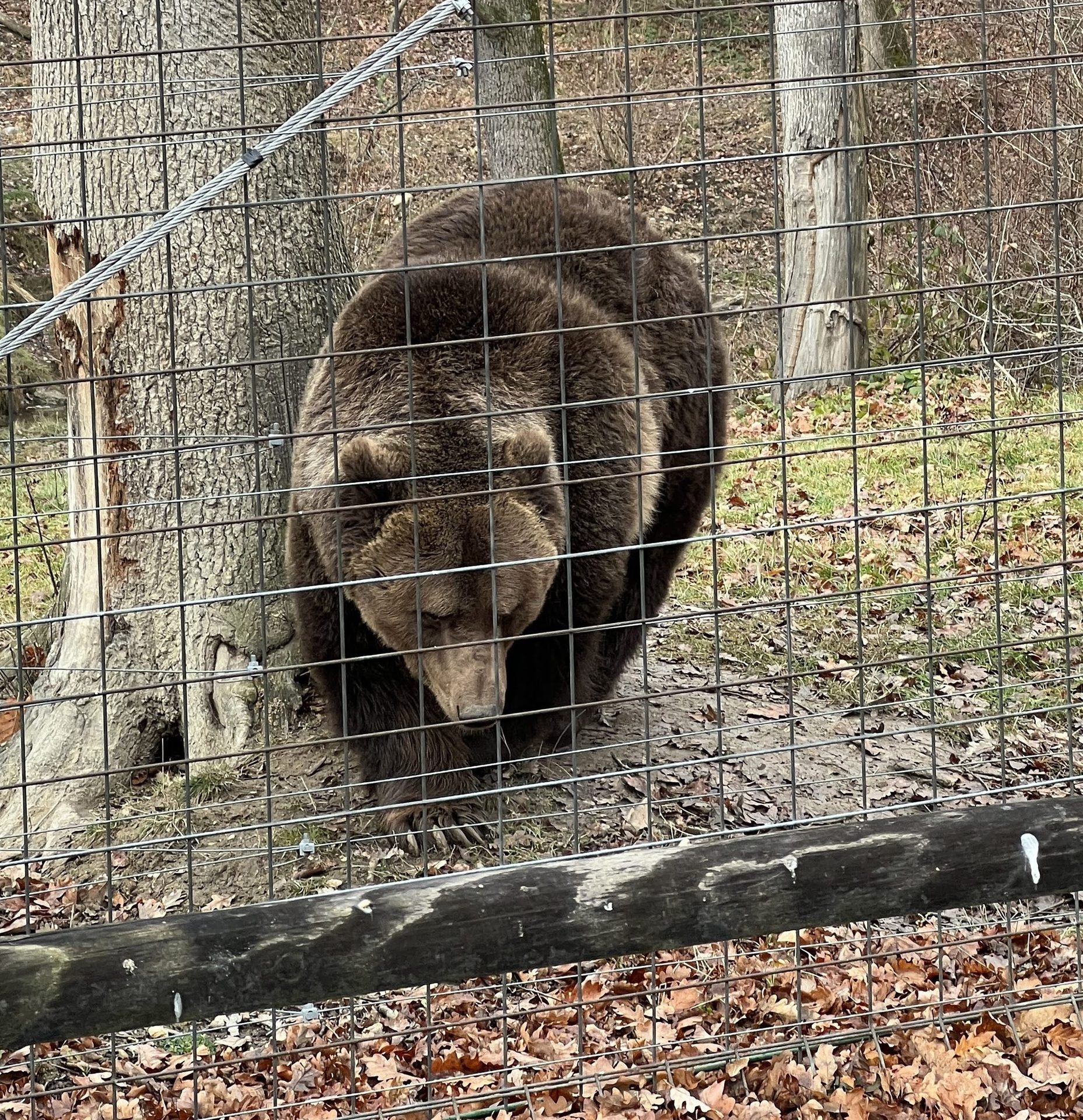 Libearty Bear Sanctuary - entry tickets included photo 2