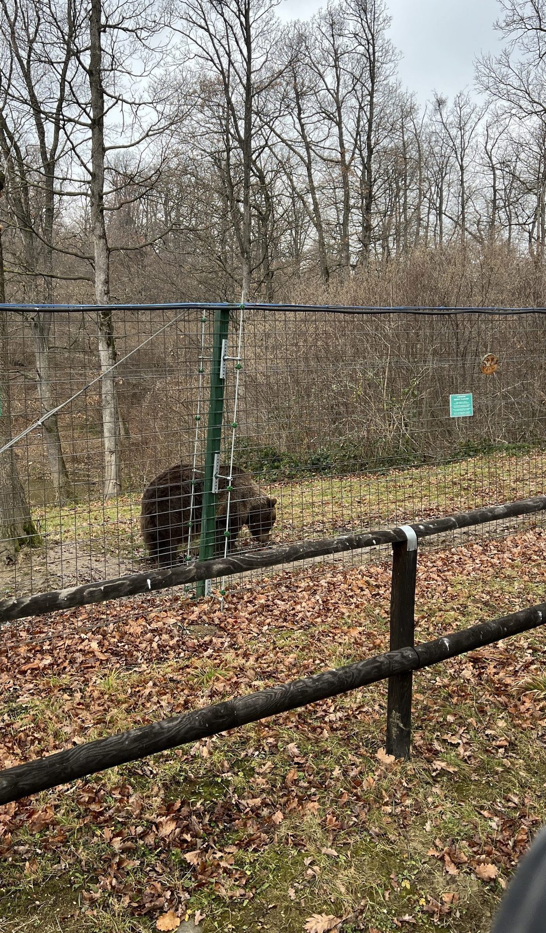 Libearty Bear Sanctuary - entry tickets included photo 3