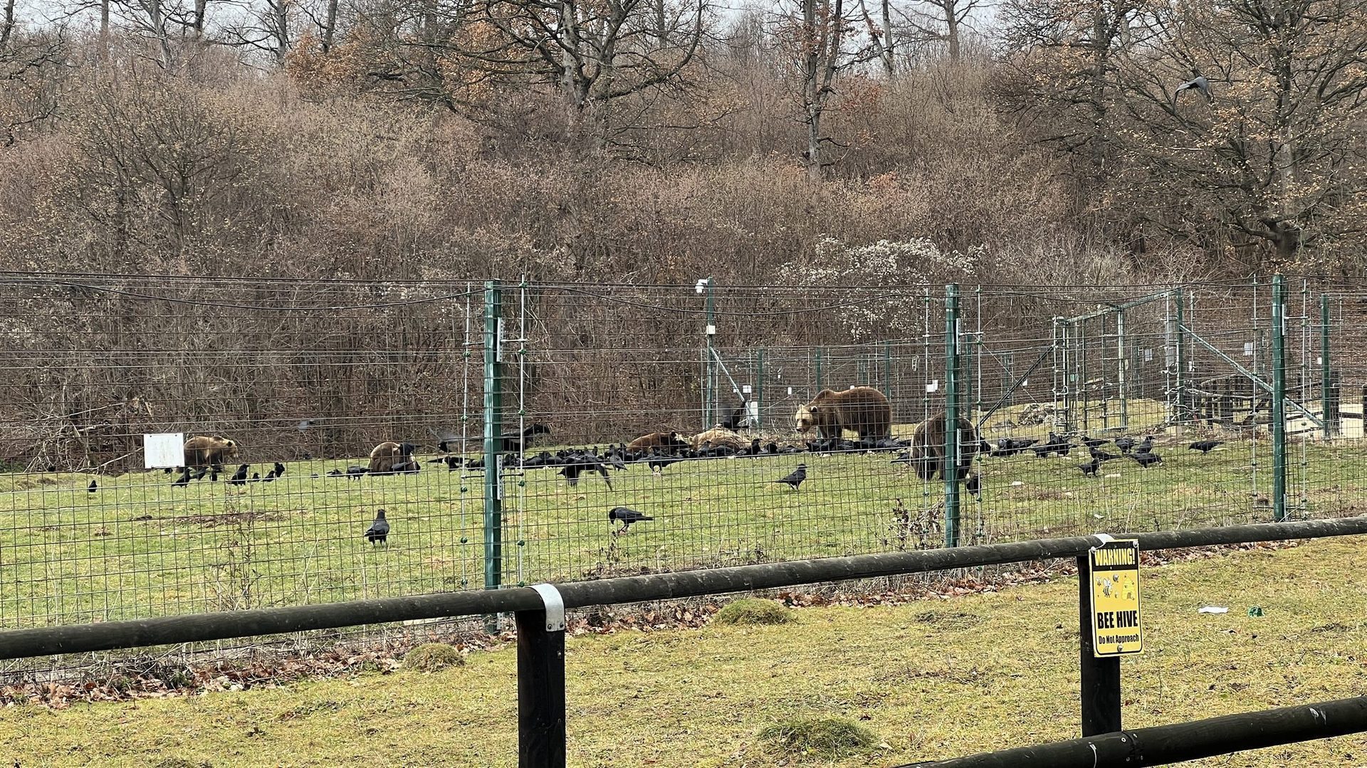Libearty Bear Sanctuary - entry tickets included photo 4