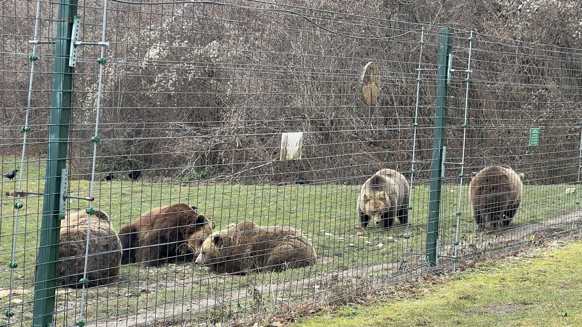Libearty Bear Sanctuary - entry tickets included photo 5