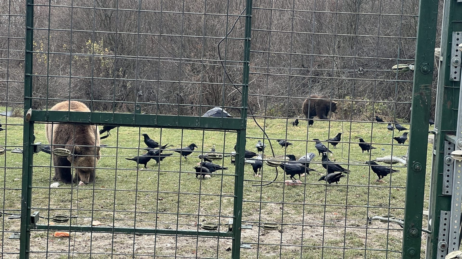 Libearty Bear Sanctuary - entry tickets included photo 6