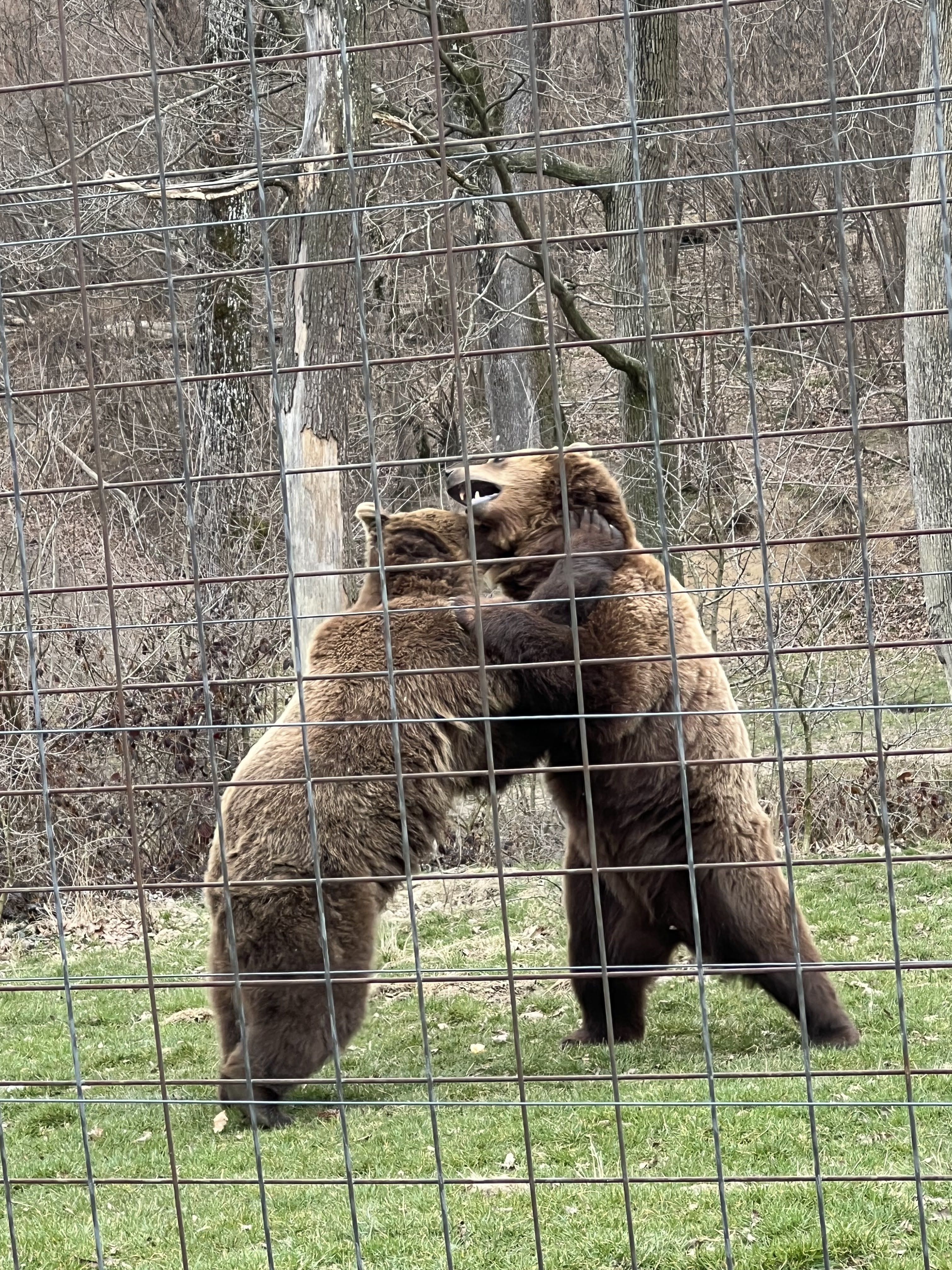 Libearty Bear Sanctuary - entry tickets included photo 8