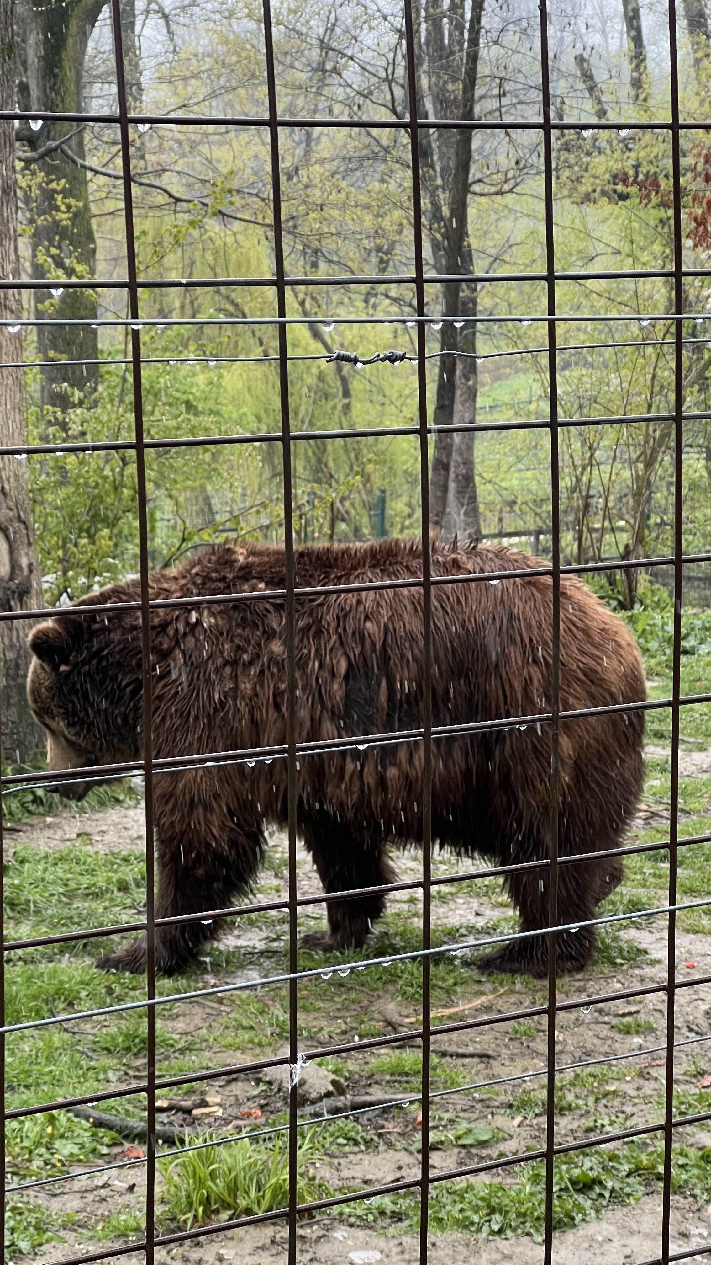 Libearty Bear Sanctuary - entry tickets included photo 9