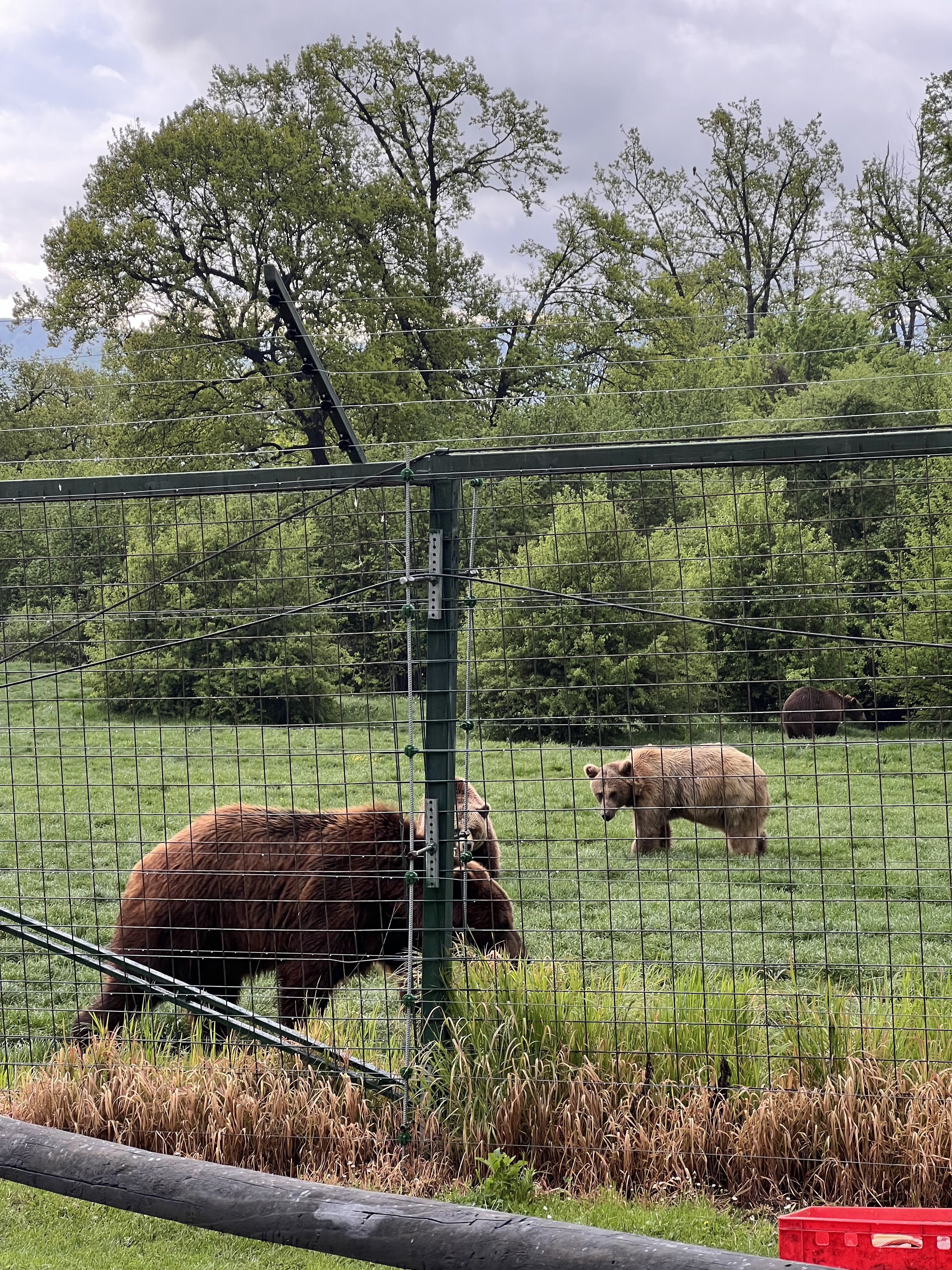 Libearty Bear Sanctuary - entry tickets included photo 10