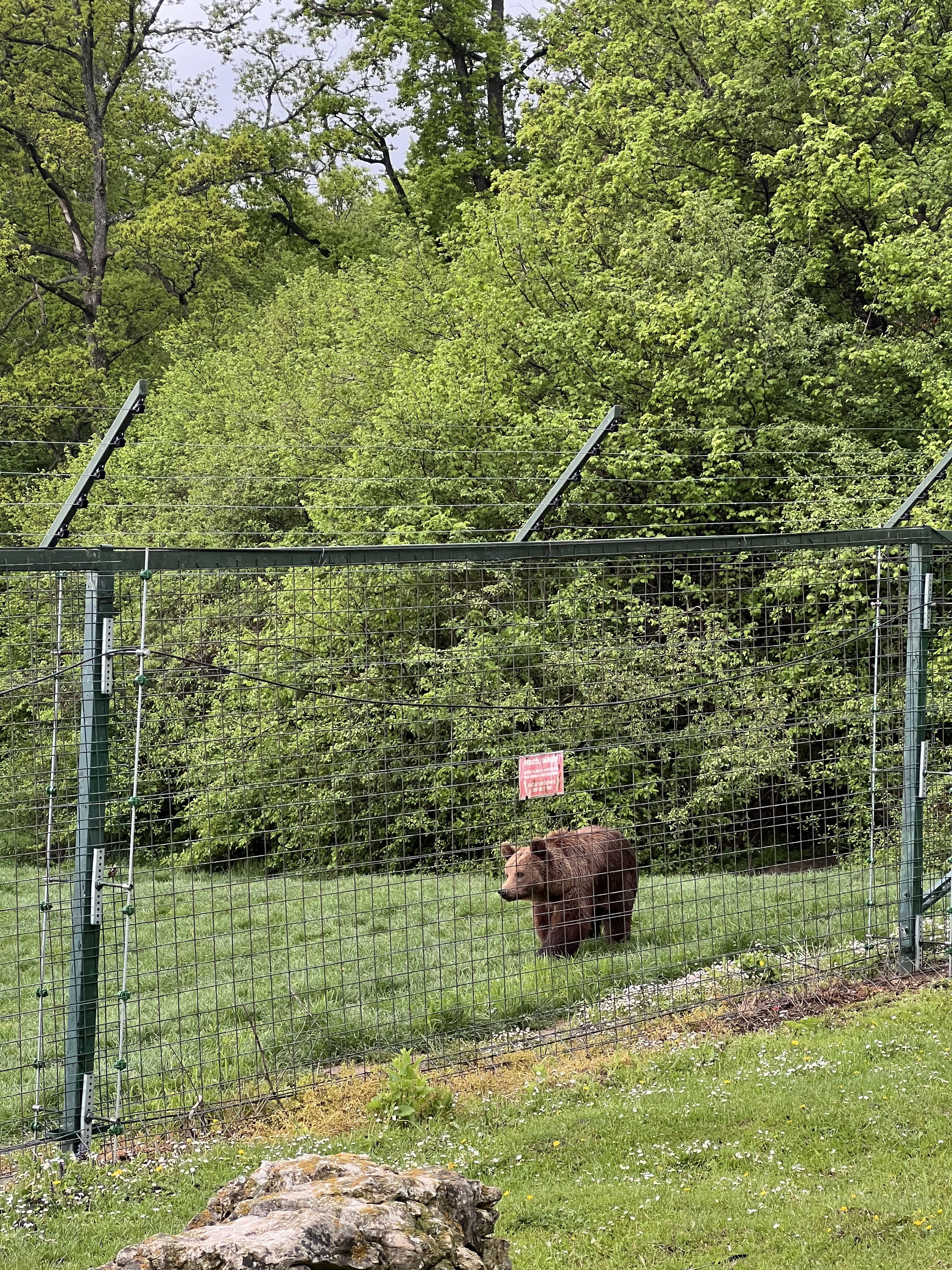 Libearty Bear Sanctuary - entry tickets included photo 11
