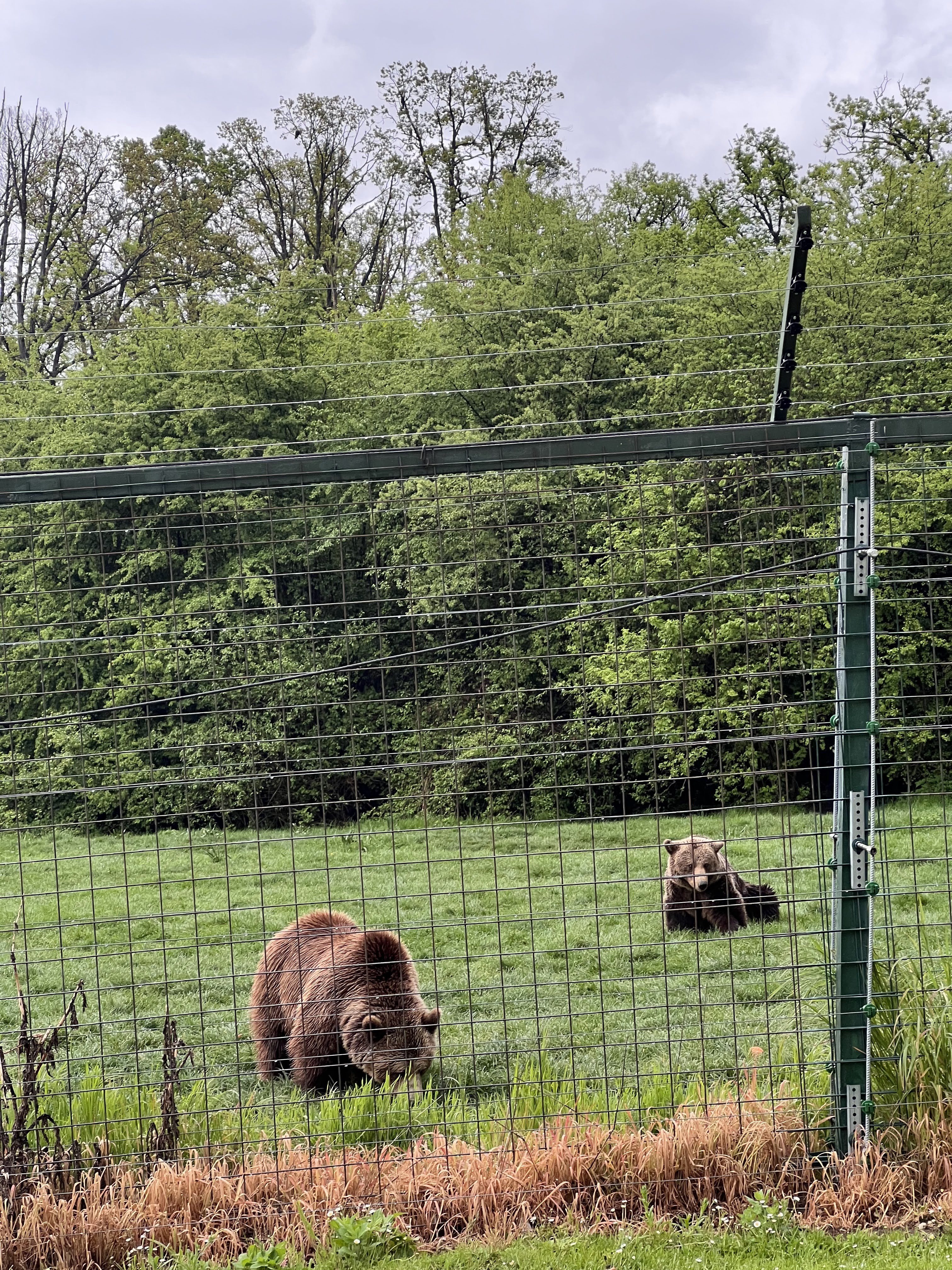 Libearty Bear Sanctuary - entry tickets included photo 12