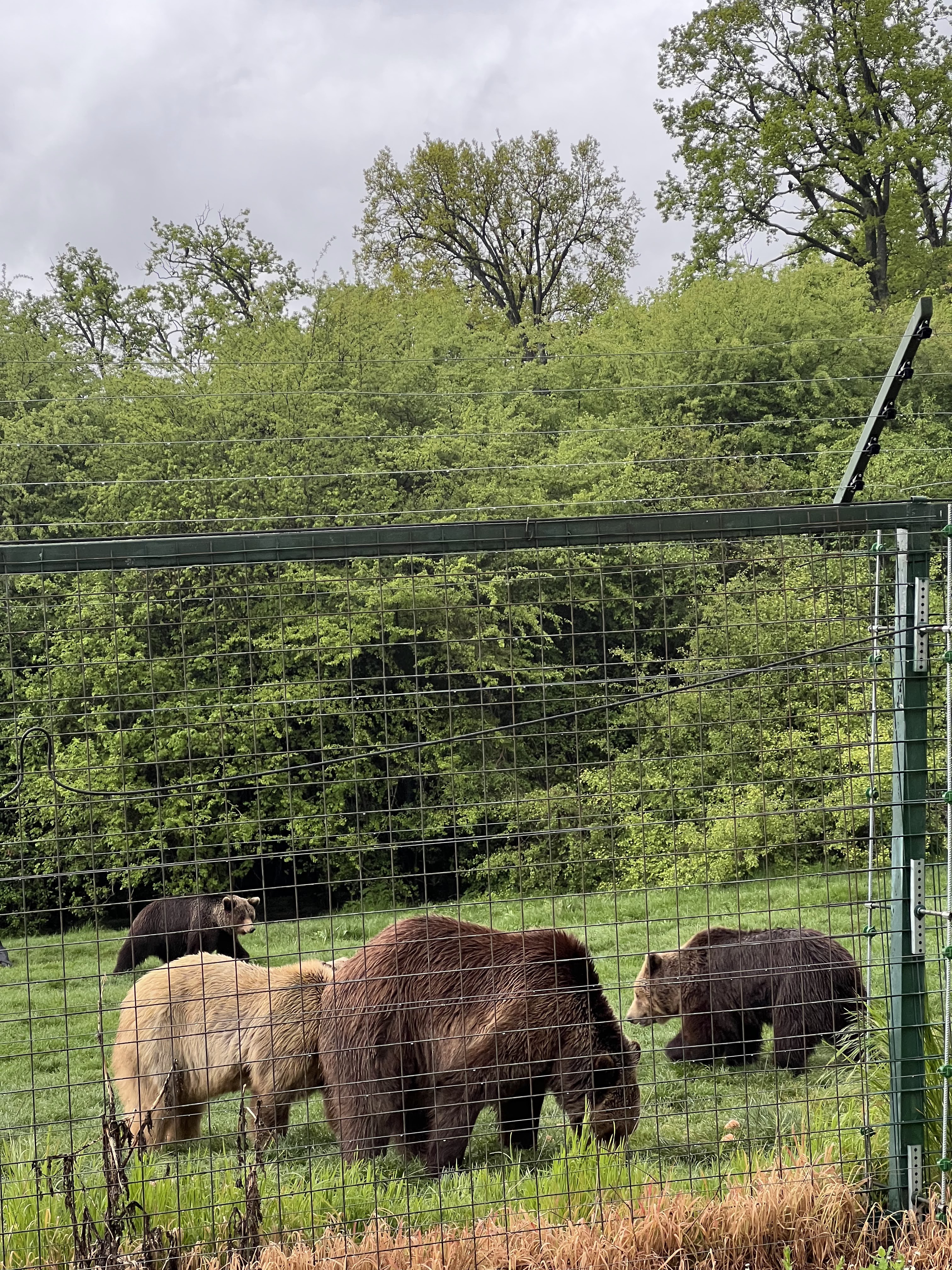 Libearty Bear Sanctuary - entry tickets included photo 13