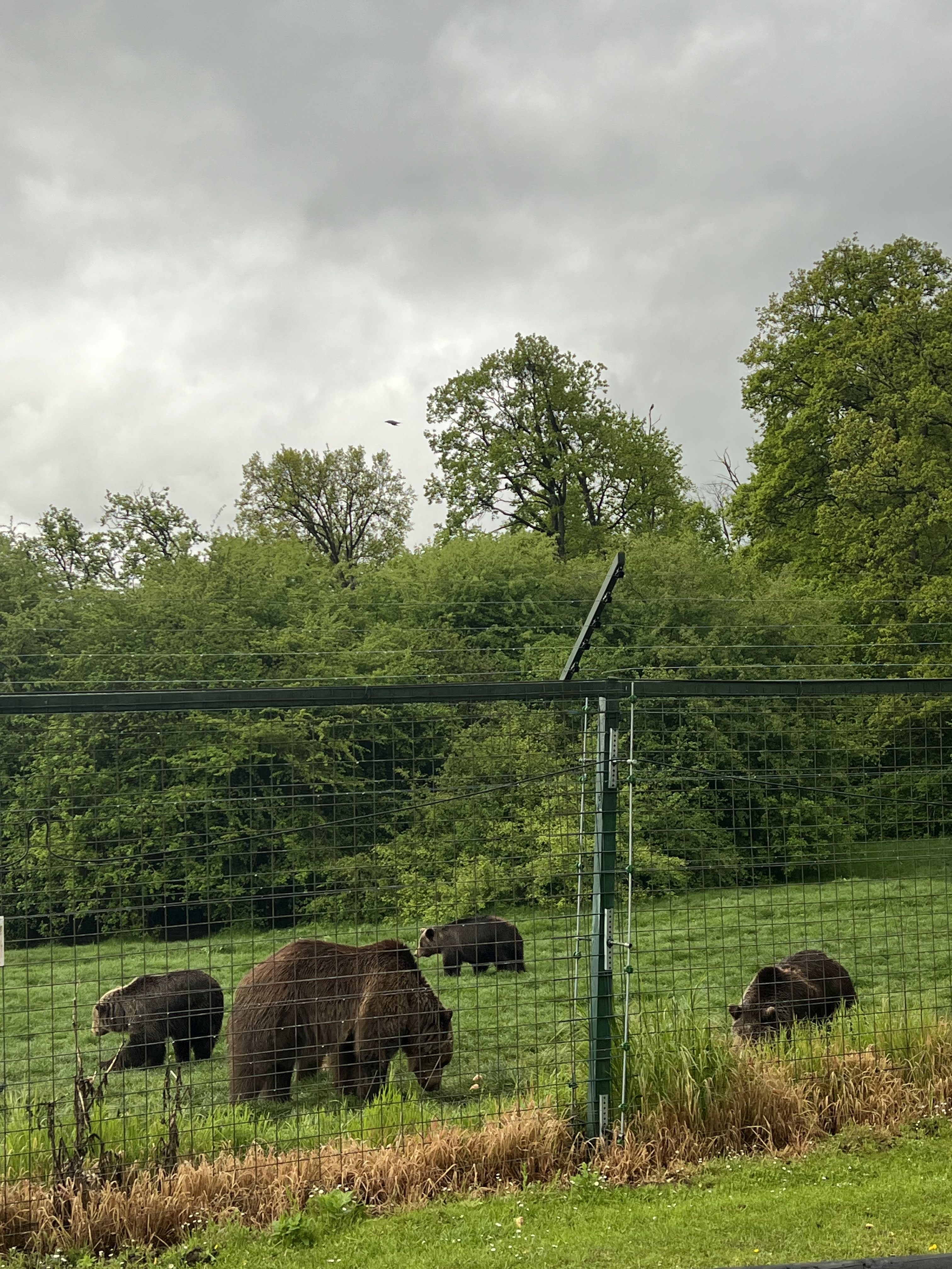 Libearty Bear Sanctuary - entry tickets included photo 14