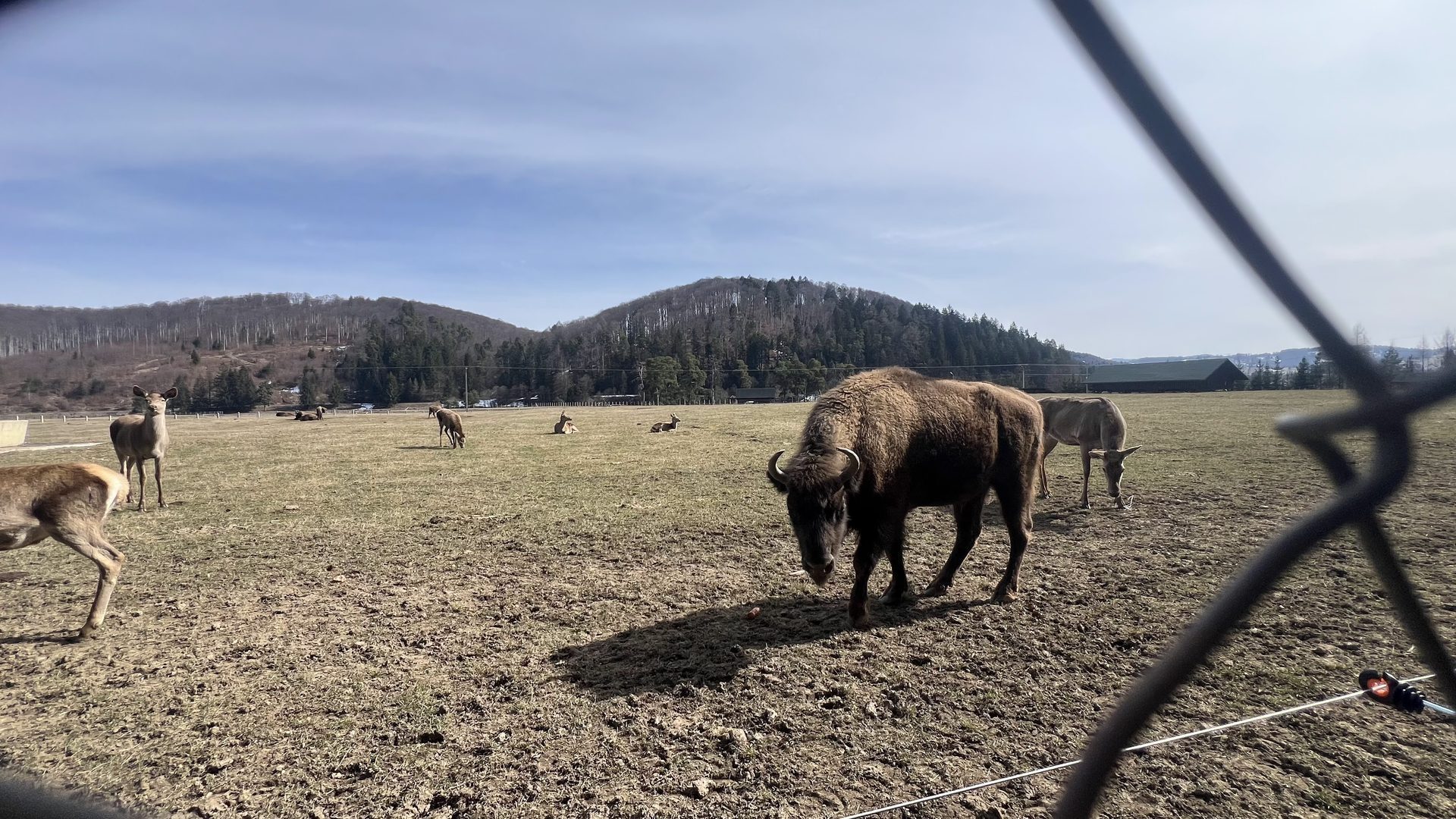 Prejmer fortified church, European Bison & the Screaming Waterfall photo 6