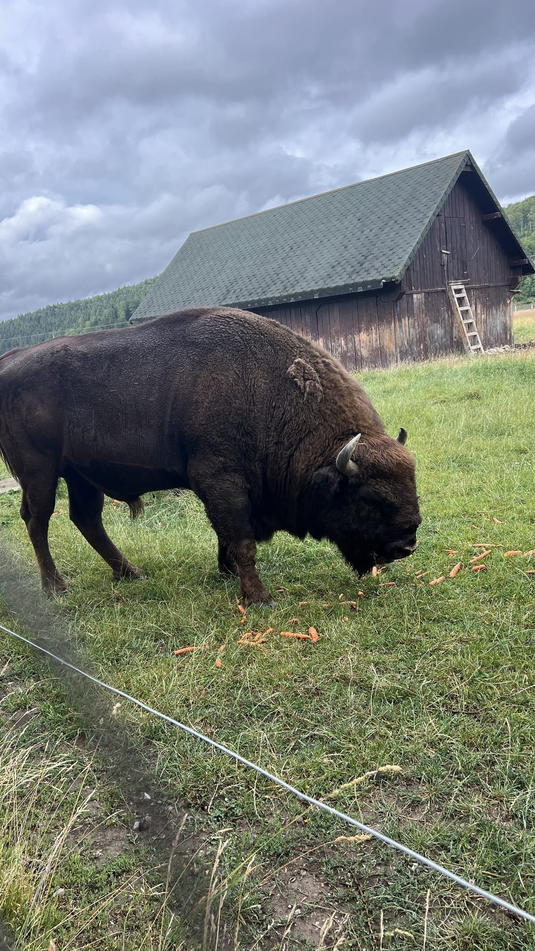 Prejmer fortified church, European Bison & the Screaming Waterfall photo 7